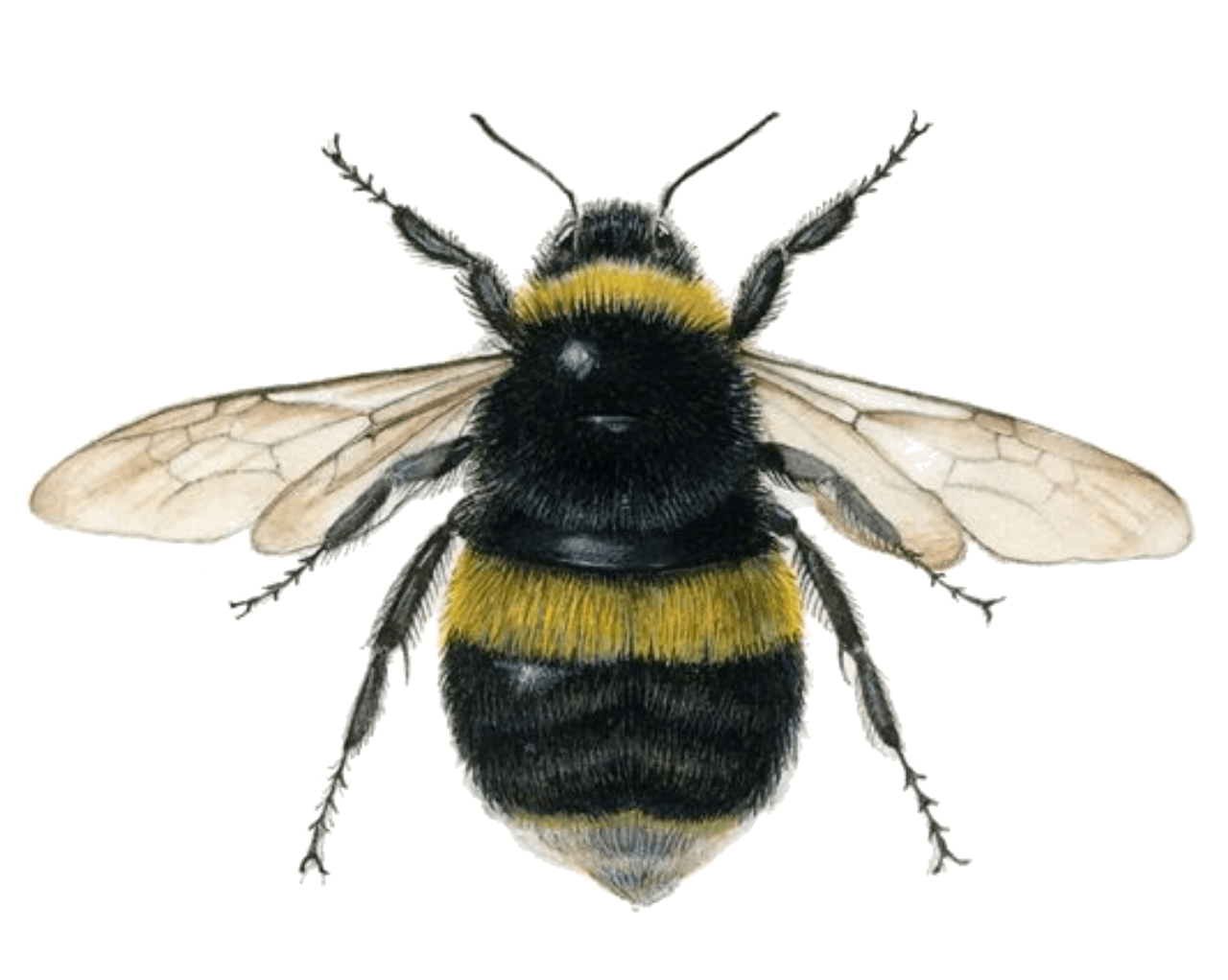bumble-min